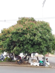 Mangifera indica