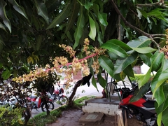 Mangifera indica
