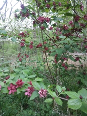 Calycanthus