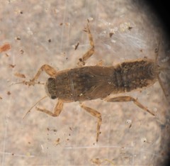 Ephemerella molita