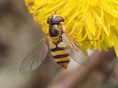 Epistrophe nitidicollis