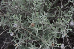 Centaurea hyssopifolia