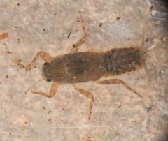 Ephemerella molita