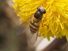 Epistrophe nitidicollis