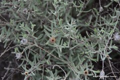 Centaurea hyssopifolia