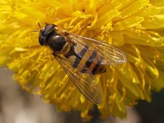 Epistrophe nitidicollis