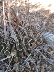 Echinofossulocactus pentacanthus