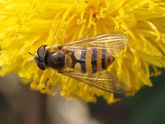 Epistrophe nitidicollis