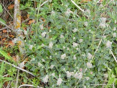 Helianthemum asperum