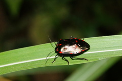 Rhyssocephala rufonotata