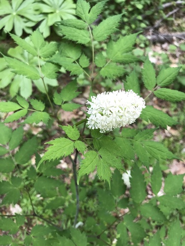 White baneberry (Actaea pachypoda)