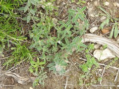 Helianthemum asperum