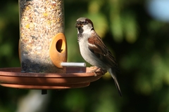 Passer domesticus
