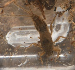 Ephemerella molita