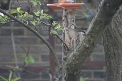 Passer domesticus