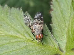 Otites centralis