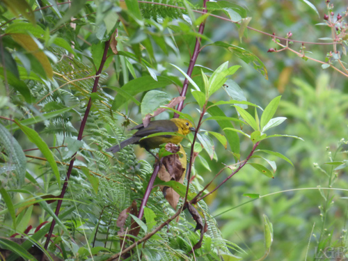 Yellow-headed Brushfinch (Atlapetes flaviceps), photo 7