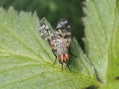 Otites centralis