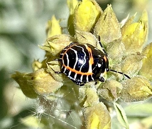 iNaturalist observation photo of Harlequin Bug
