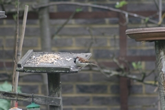 Passer domesticus