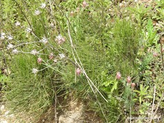 Ephedra major major