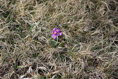 Primula scotica