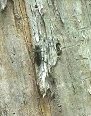 Texania campestris