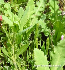 Papaver somniferum