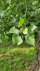 Populus deltoides deltoides