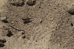 Heliastus sumichrasti