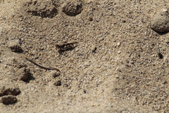 Heliastus sumichrasti