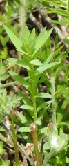 Haplophyllum linifolium