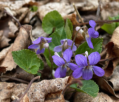 Viola selkirkii