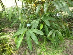 Alpinia kusshakuensis