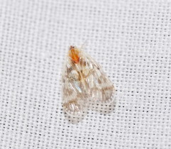 Saccharodite chrysonoe