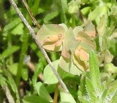 Euphorbia falcata