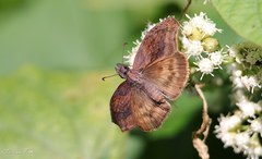 Theagenes dichrous