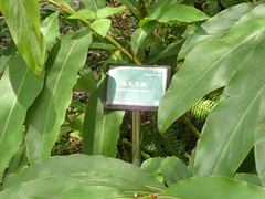 Alpinia kusshakuensis