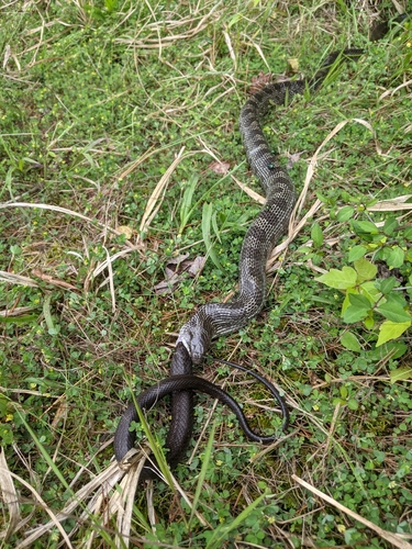 Prairie Kingsnake