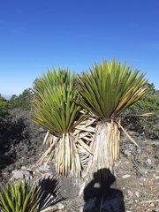 Yucca carnerosana