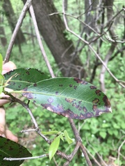 Diaporthe kalmiae