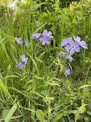 Phlox pilosa