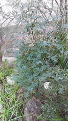 Libidibia paraguariensis