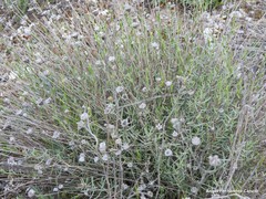 Centaurea hyssopifolia