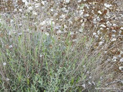 Centaurea hyssopifolia