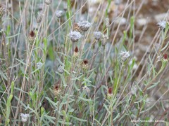 Centaurea hyssopifolia