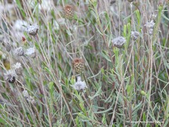 Centaurea hyssopifolia