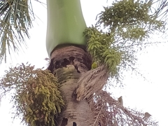 Brotogeris jugularis