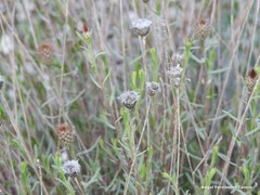 Centaurea hyssopifolia