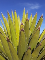 Yucca carnerosana
